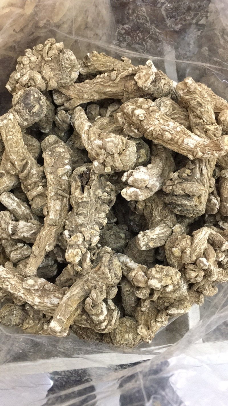 正规货源量大从优一手货源新鲜当归直供农场