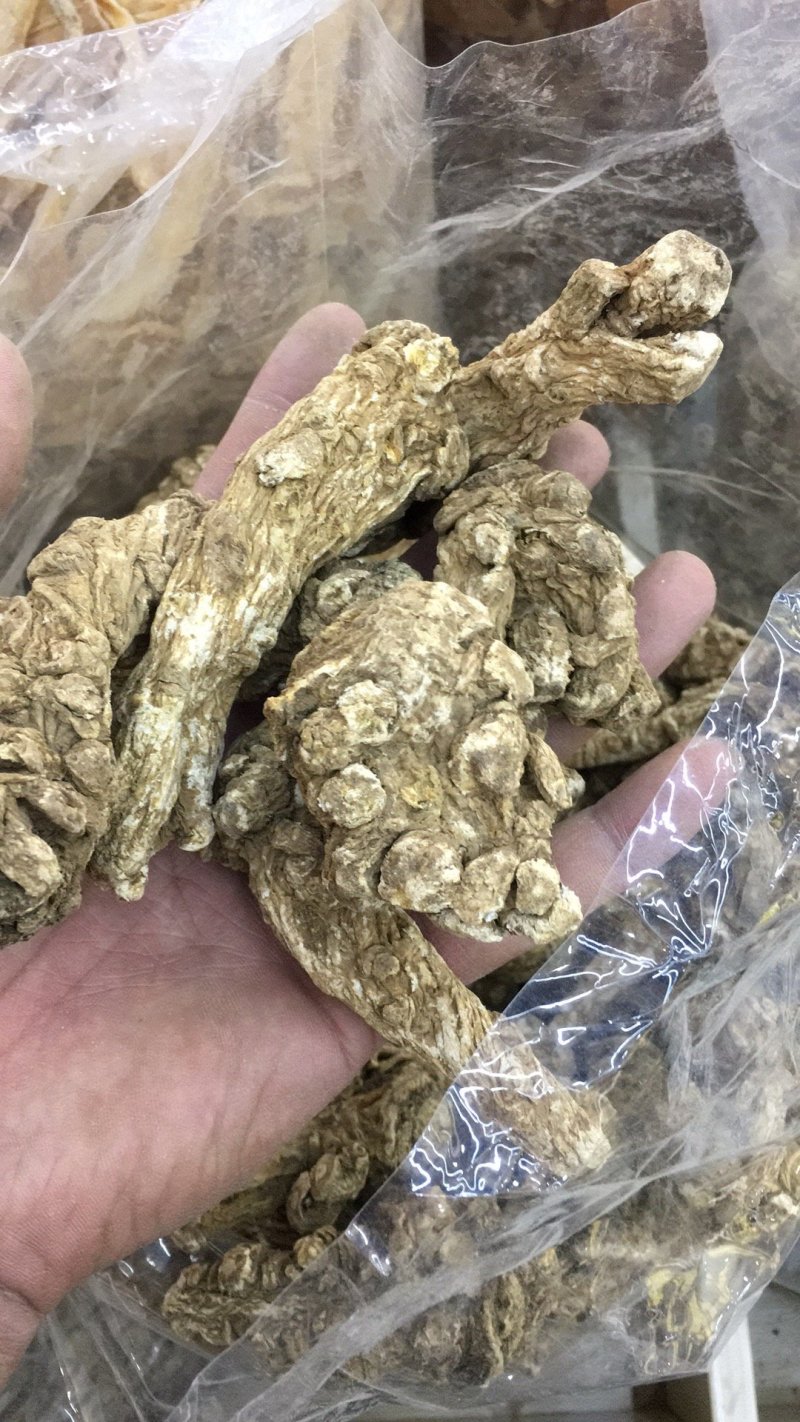 正规货源量大从优一手货源新鲜当归直供农场