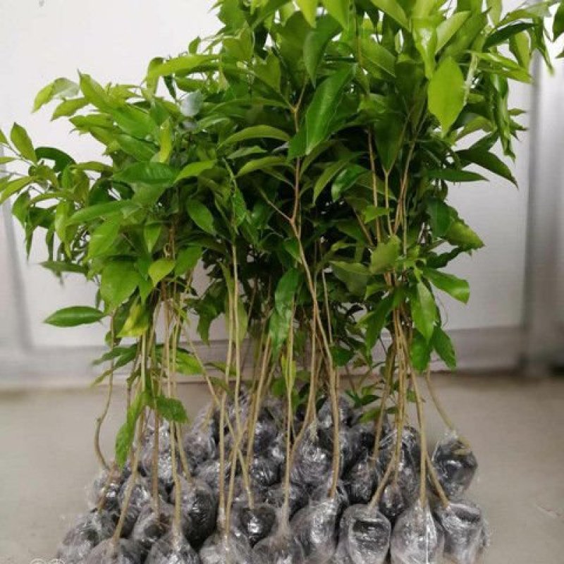 沉香树苗名贵树金丝正宗海南奇楠白木沉香树南北方可种植包邮