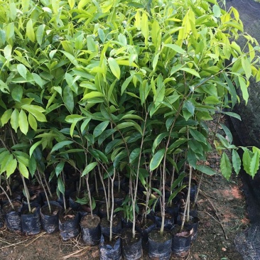沉香树苗名贵树金丝正宗海南奇楠白木沉香树南北方可种植包邮