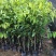 沉香树苗名贵树金丝正宗海南奇楠白木沉香树南北方可种植包邮