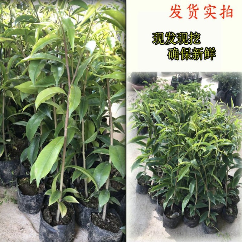 沉香树苗名贵树金丝正宗海南奇楠嫁接苗树苗南北方种植包邮
