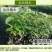 沉香树苗名贵树金丝正宗海南奇楠嫁接苗树苗南北方种植包邮