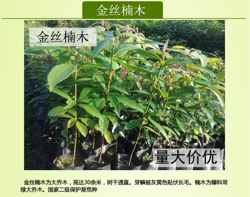 沉香树苗名贵树金丝正宗海南奇楠嫁接苗树苗南北方种植包邮