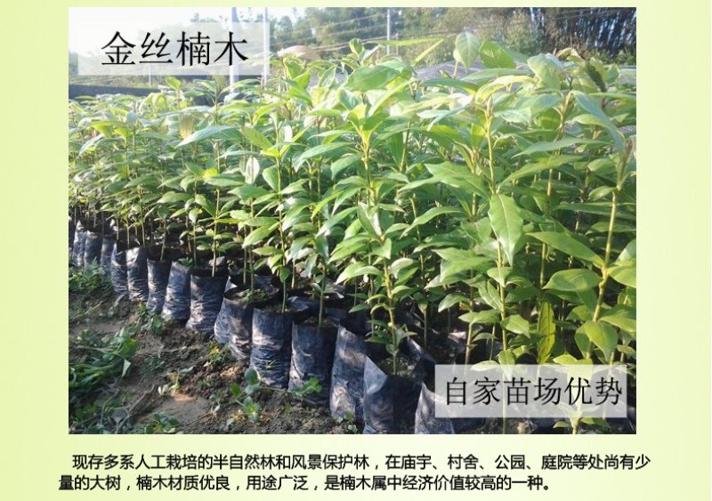 沉香树苗名贵树金丝正宗海南奇楠嫁接苗树苗南北方种植包邮
