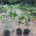 沉香树苗名贵树金丝正宗海南奇楠白木沉香树南北方可种植包邮