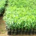 沉香树苗名贵树金丝正宗海南奇楠白木沉香树南北方可种植包邮