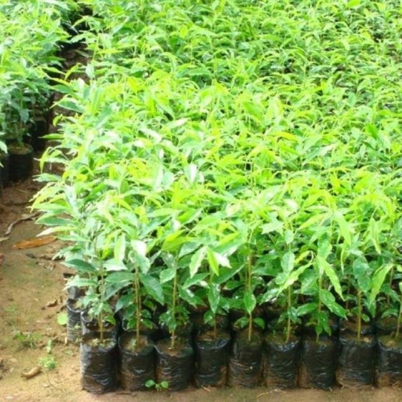 沉香树苗名贵树金丝正宗海南奇楠白木沉香树南北方可种植包邮