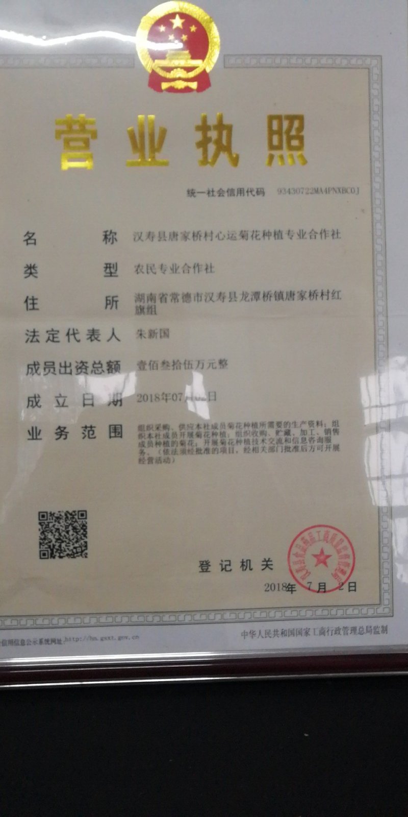 富硒金丝皇菊