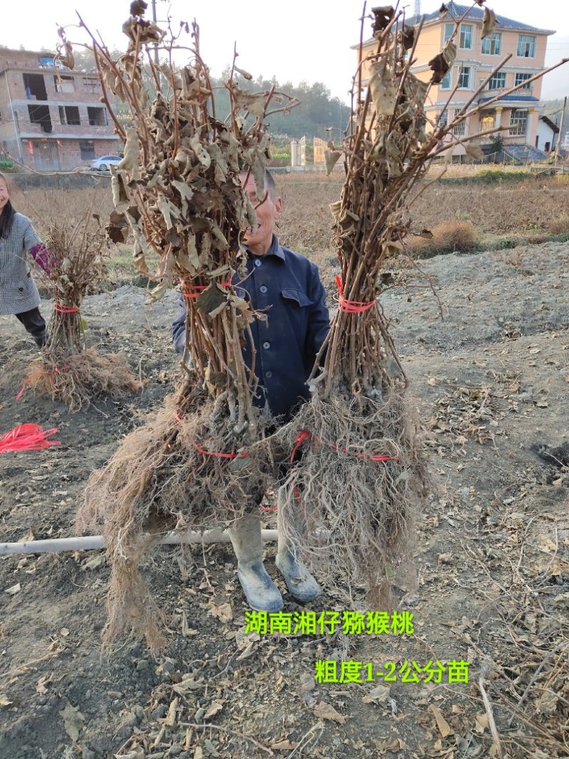 1-2公分粗猕猴桃苗
