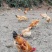 高山林下散养土鸡