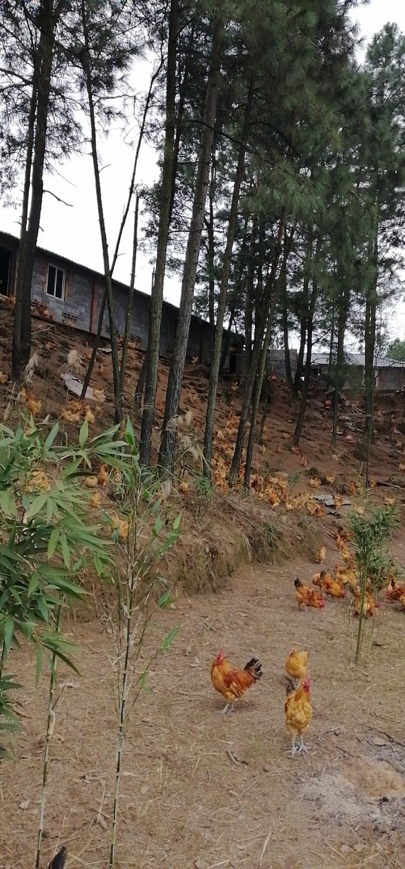高山林下散养土鸡