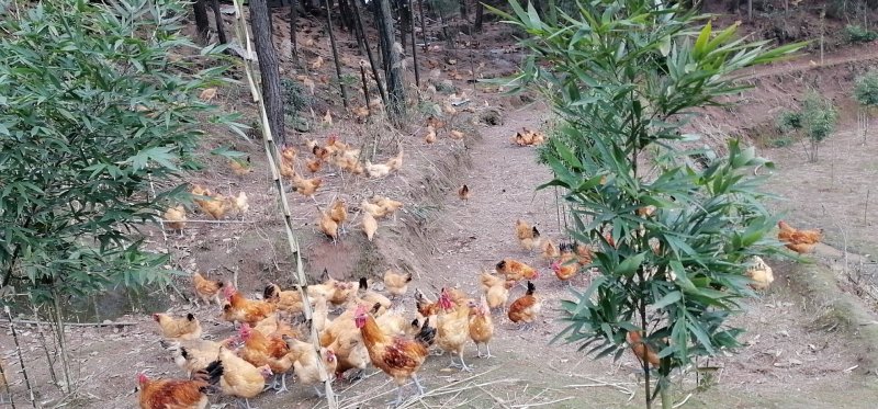 高山林下散养土鸡