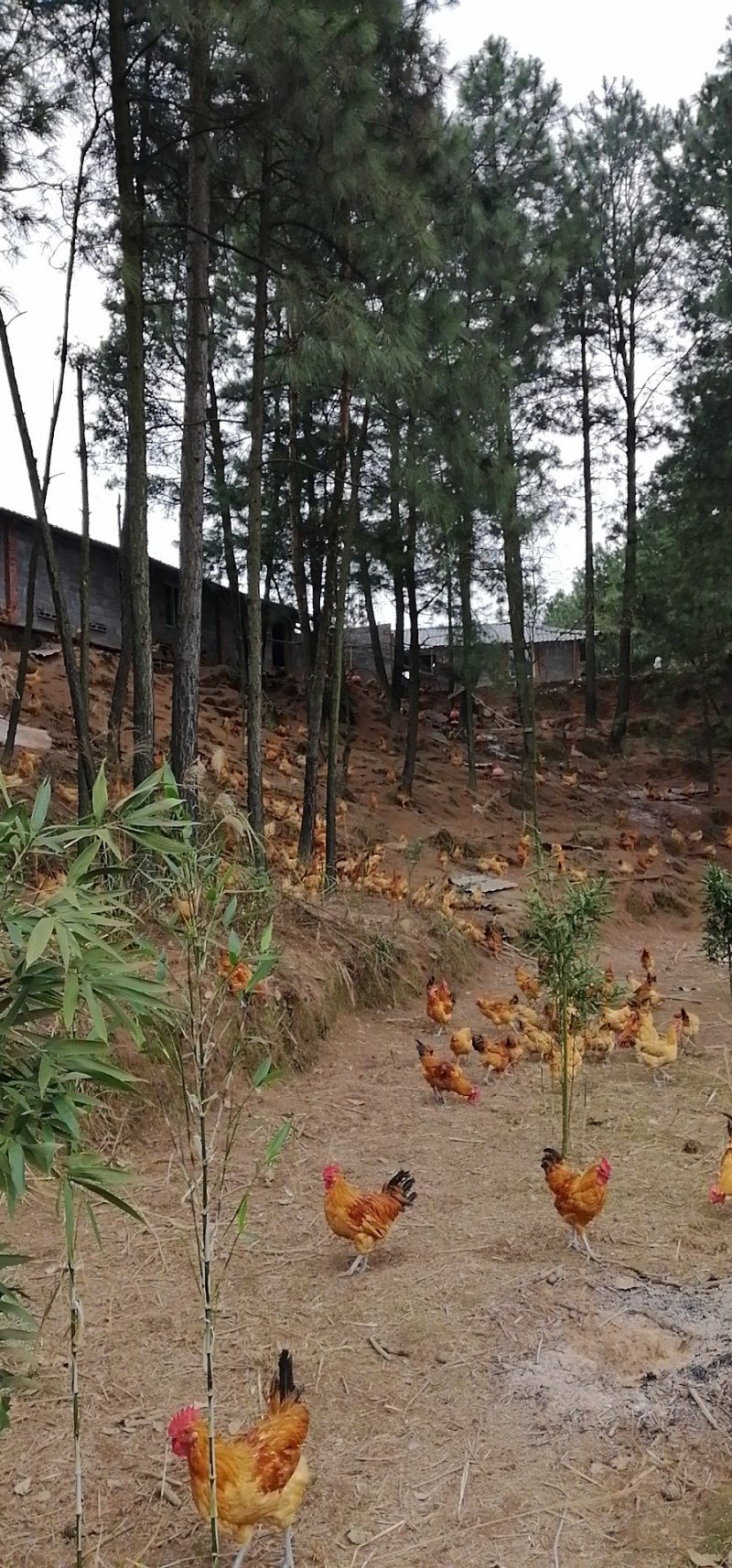 高山林下散养土鸡