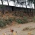 高山林下散养土鸡