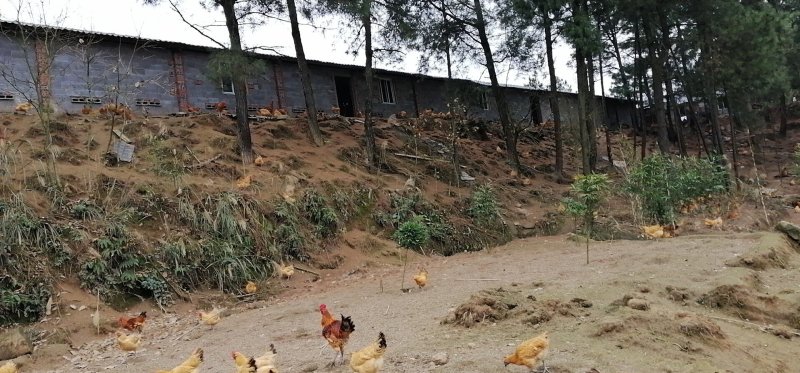 高山林下散养土鸡