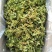 贵族精品花菜干