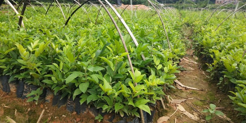牛大力苗牛大力薯苗中叶小叶牛大力树种子苗