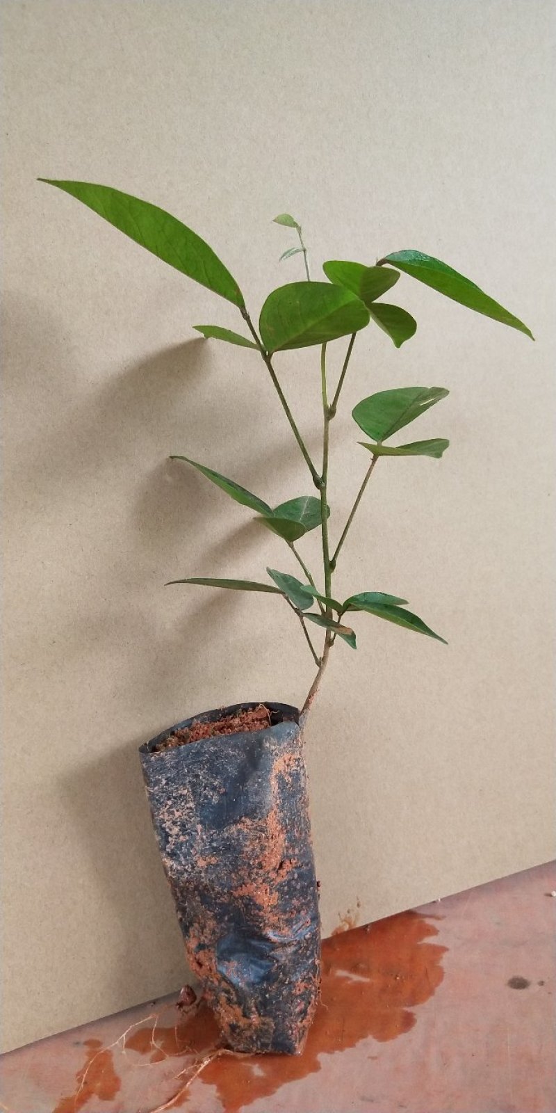 牛大力苗牛大力薯苗中叶小叶牛大力树种子苗