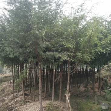 红豆杉苗低价处理