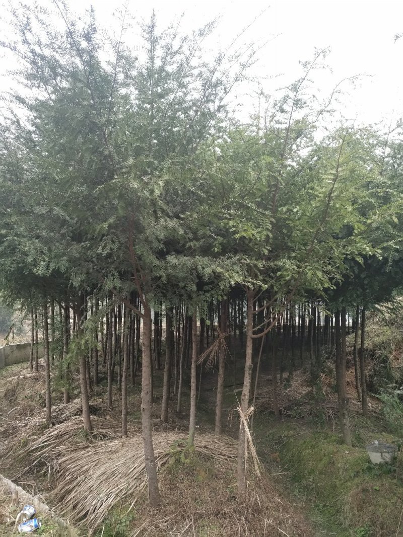 红豆杉苗低价处理