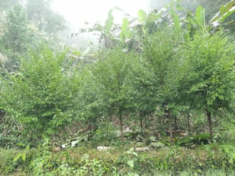 红豆杉苗低价处理
