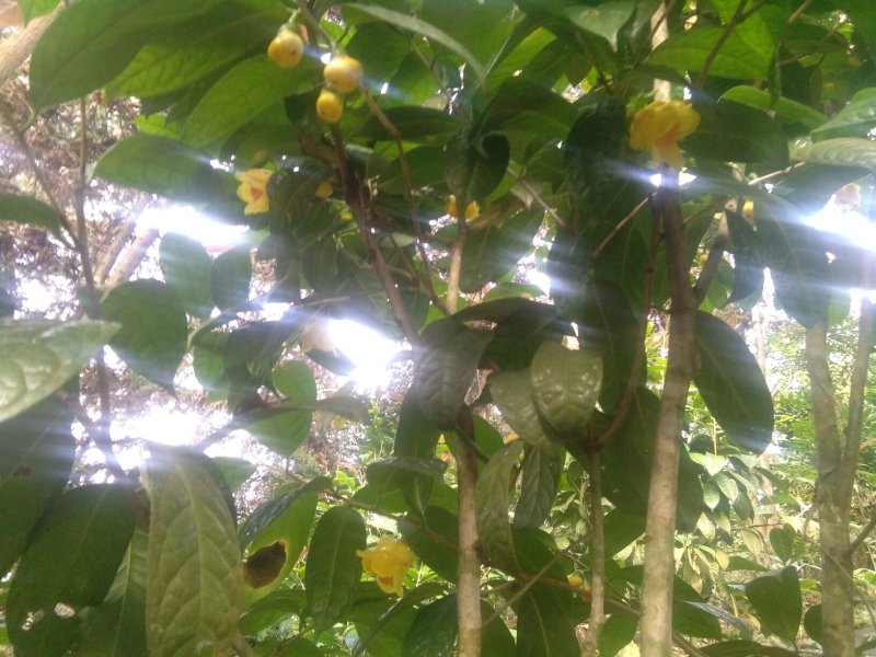 广西防城港自产金花茶种植户借此平台推广烘干每斤300元