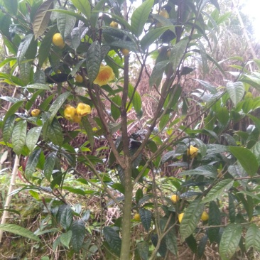 广西防城港自产金花茶种植户借此平台推广烘干每斤300元