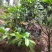 广西防城港自产金花茶种植户借此平台推广烘干每斤300元