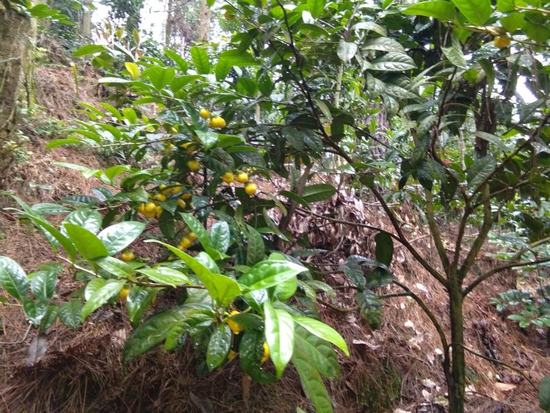 广西防城港自产金花茶种植户借此平台推广烘干每斤300元