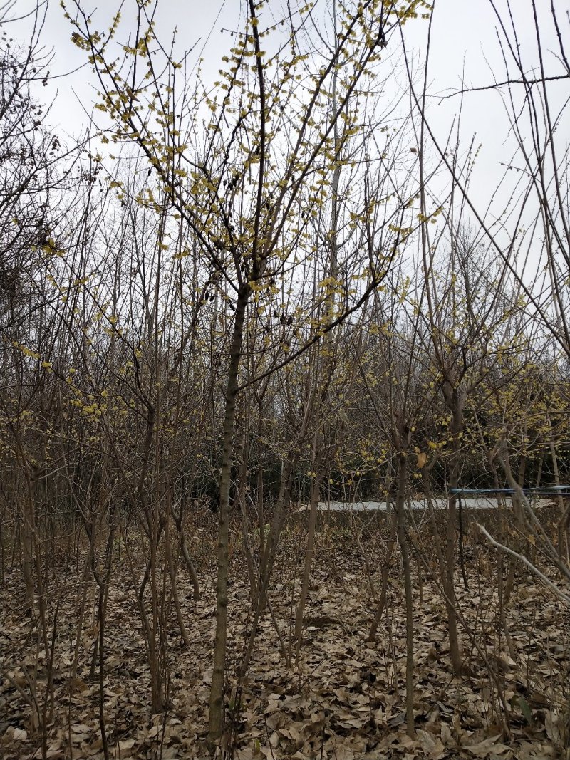 腊梅_树状_1.5-2公分