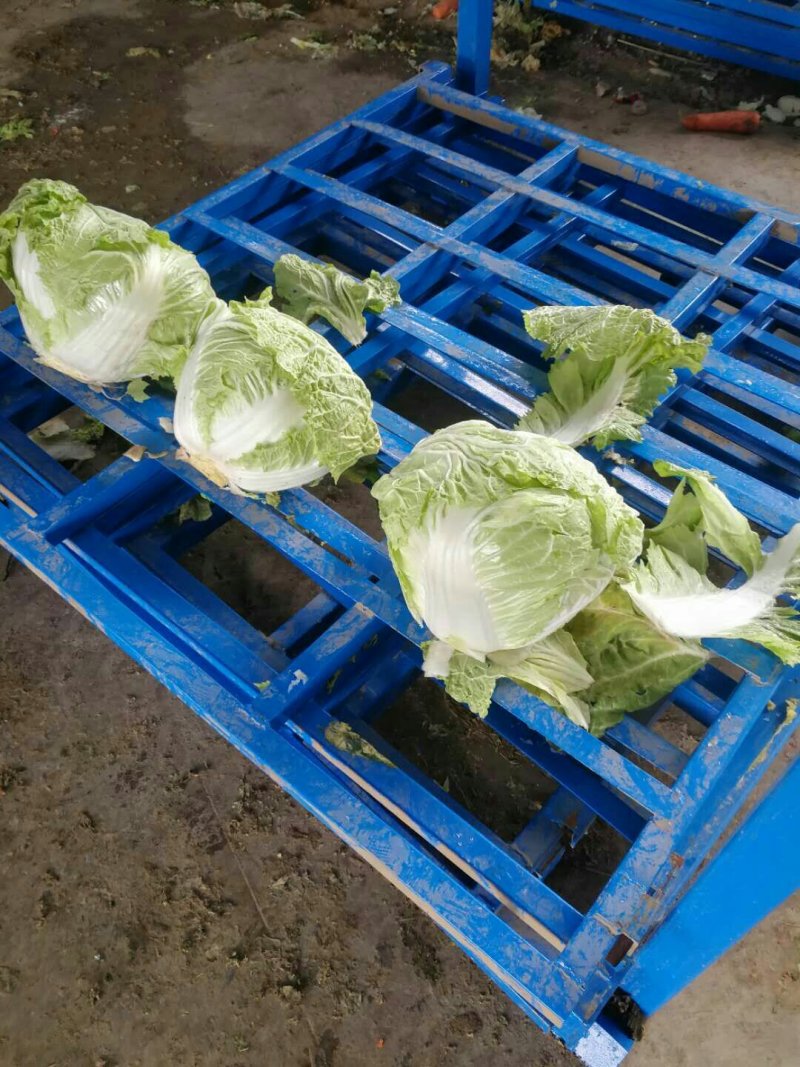 白菜，大白菜，长白菜黄心白菜4~6斤净菜
