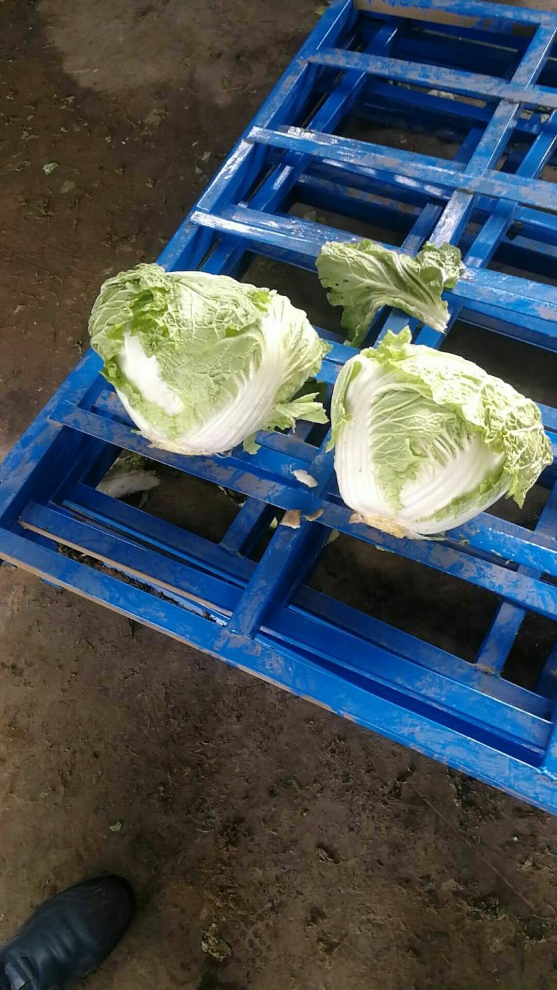 白菜，大白菜，长白菜黄心白菜4~6斤净菜