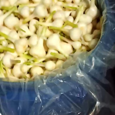 香蒜