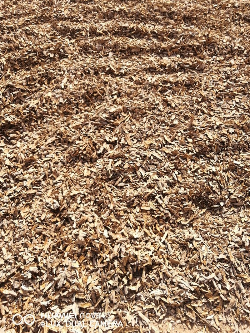 供应地骨皮