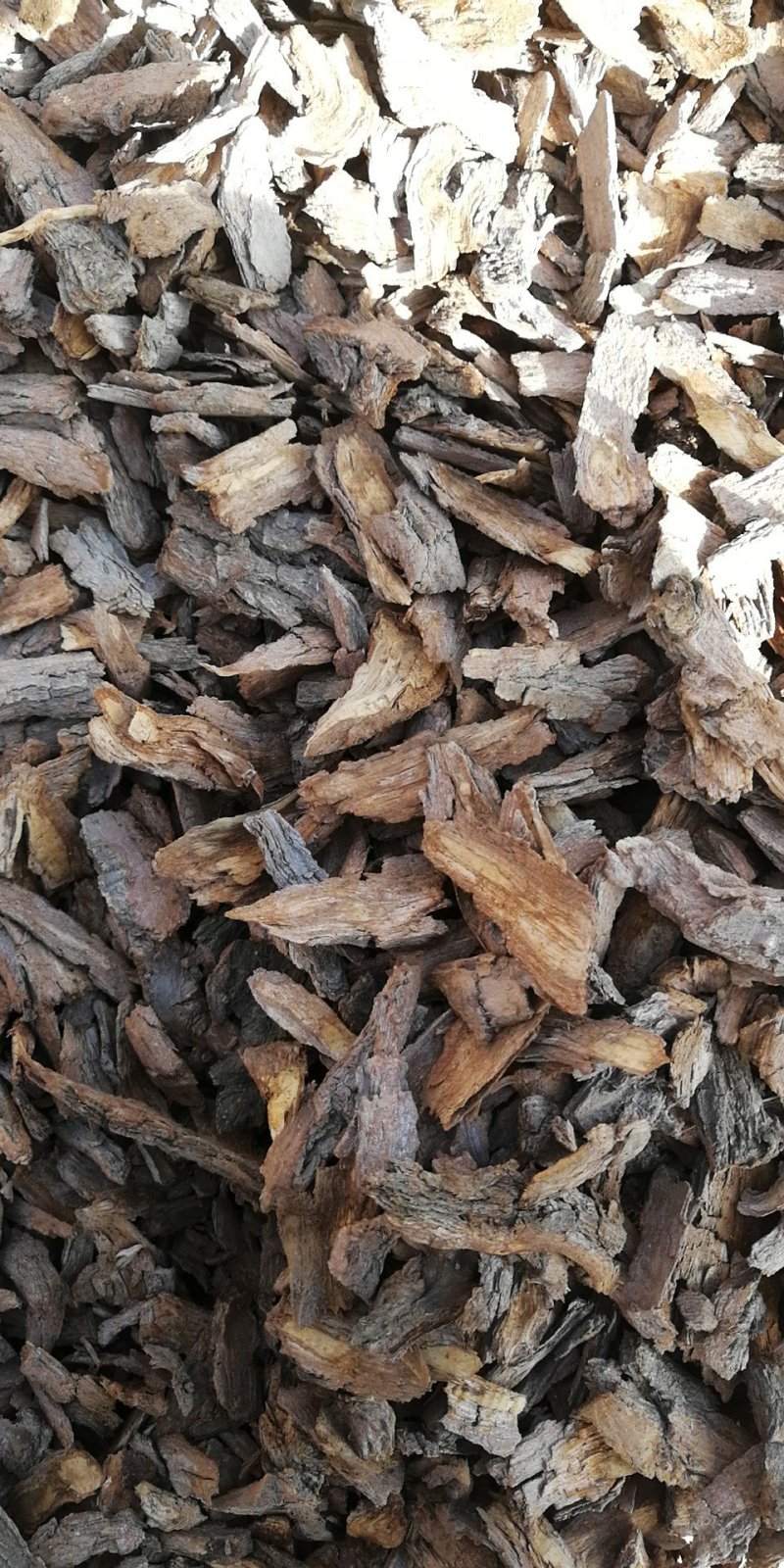 供应地骨皮