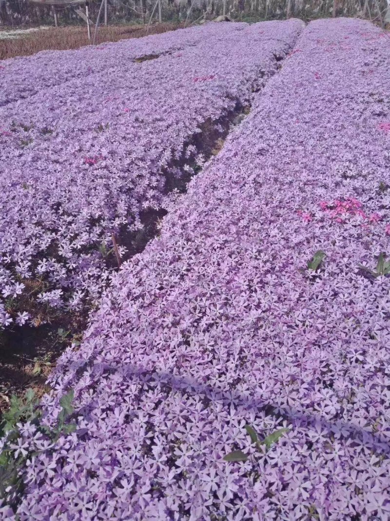 福禄考，宿根福禄考，芝樱基地直销常年供应各种绿化苗木