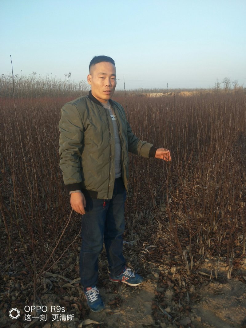 紫叶矮樱，。。。，，，，，，，，