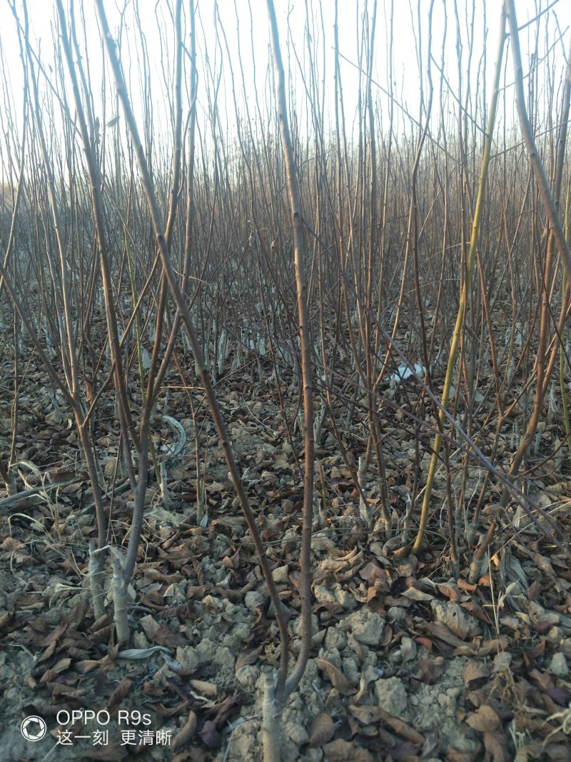 紫叶矮樱，。。。，，，，，，，，