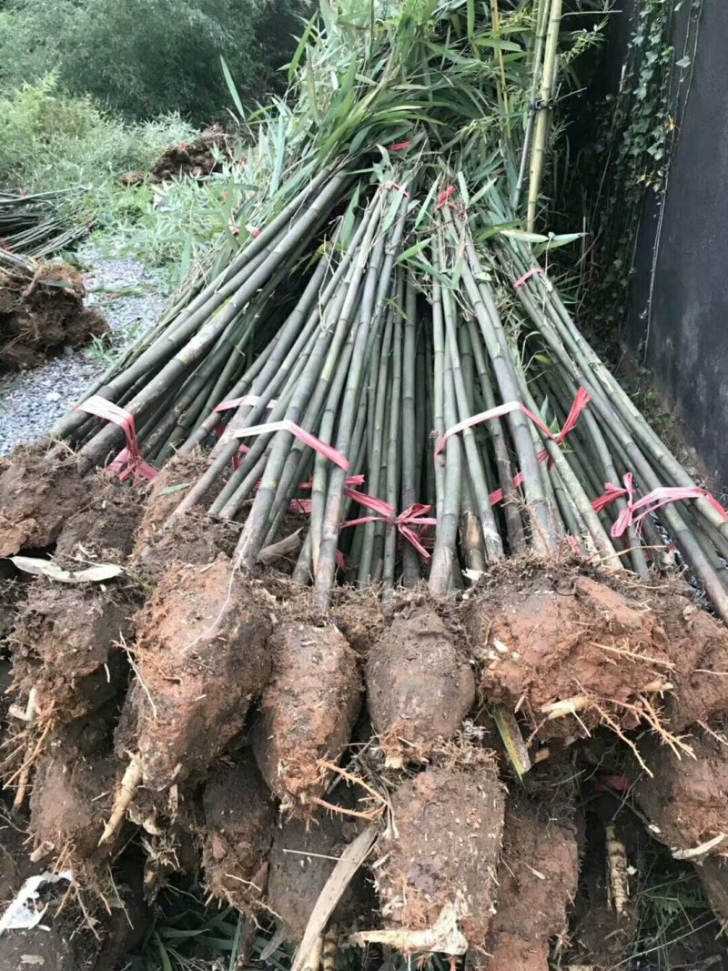 楠竹青皮竹，种植批发基地