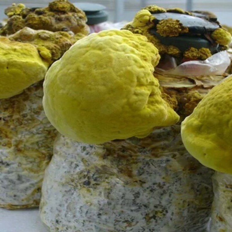 桑黄菌种，食用菌菌种二级种，菌丝粗壮产量高