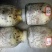 桑黄菌种，食用菌菌种二级种，菌丝粗壮产量高
