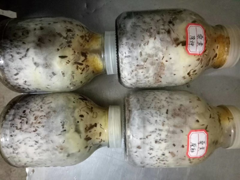 桑黄菌种，食用菌菌种二级种，菌丝粗壮产量高