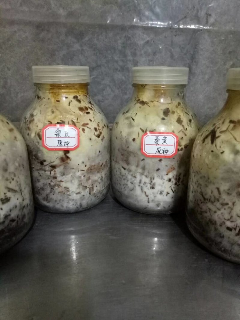 桑黄菌种，食用菌菌种二级种，菌丝粗壮产量高