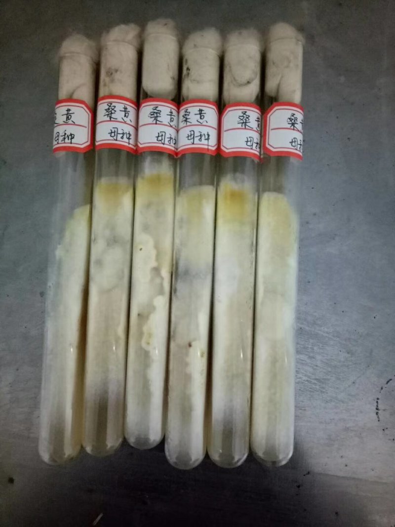 桑黄菌种，食用菌菌种母种一级种，产量高教技术