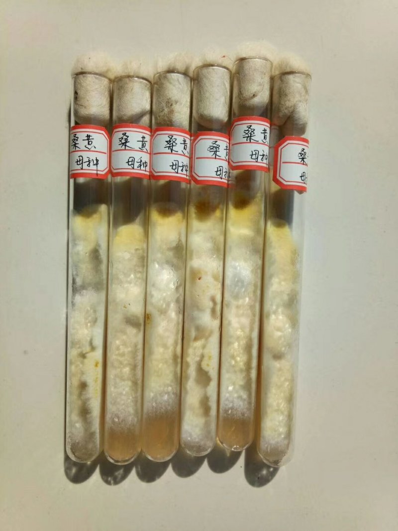 桑黄菌种，食用菌菌种母种一级种，产量高教技术