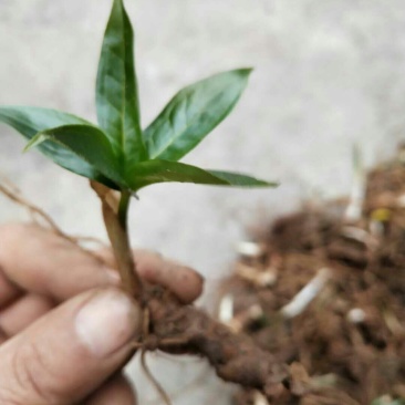 重楼苗