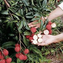 精品无核荔枝苗果大正宗香甜产量高靠谱