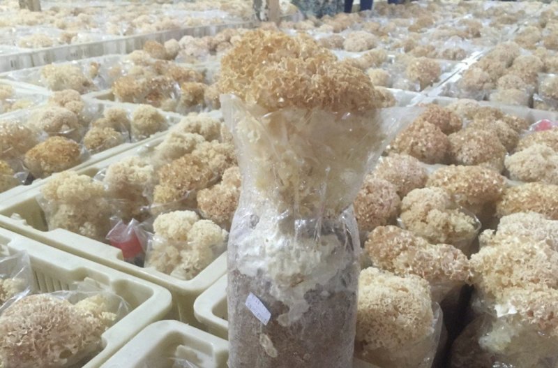 绣球菌，食用菌菌种母种原种栽培种菌丝活力强产量高