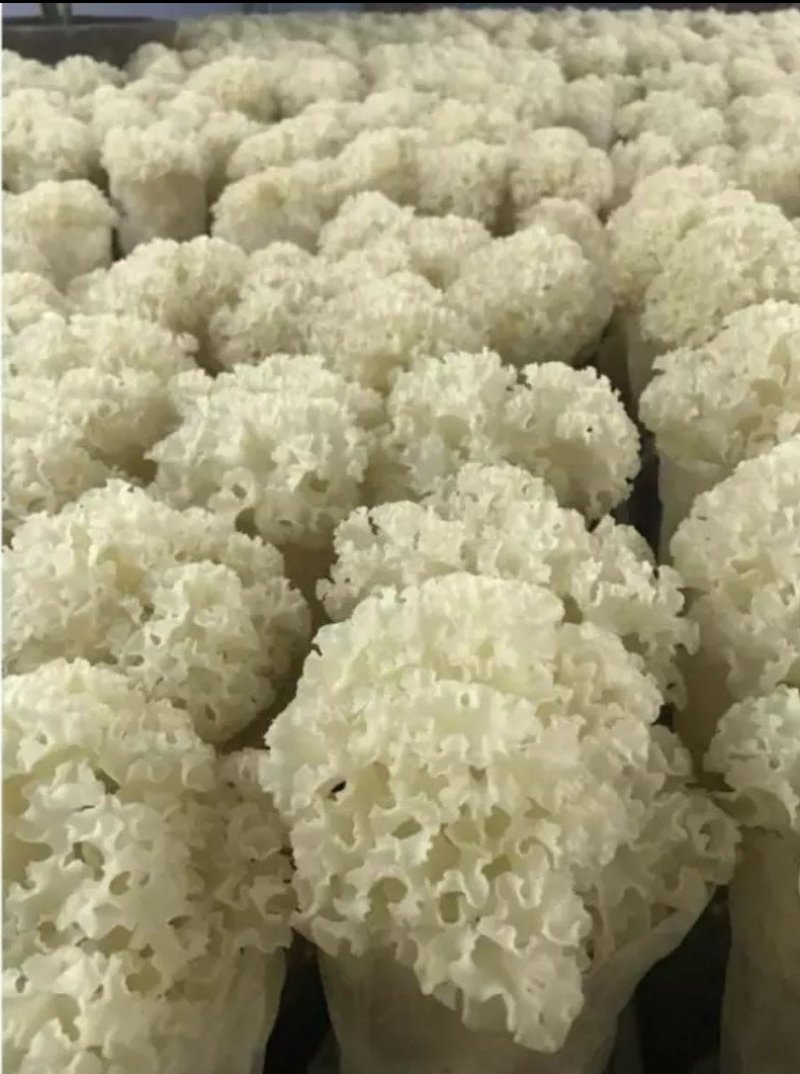 绣球菌，食用菌菌种母种原种栽培种菌丝活力强产量高